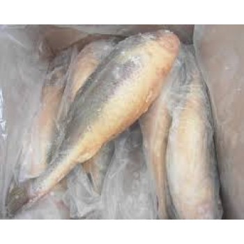 Frozen Croaker Fish 1kg